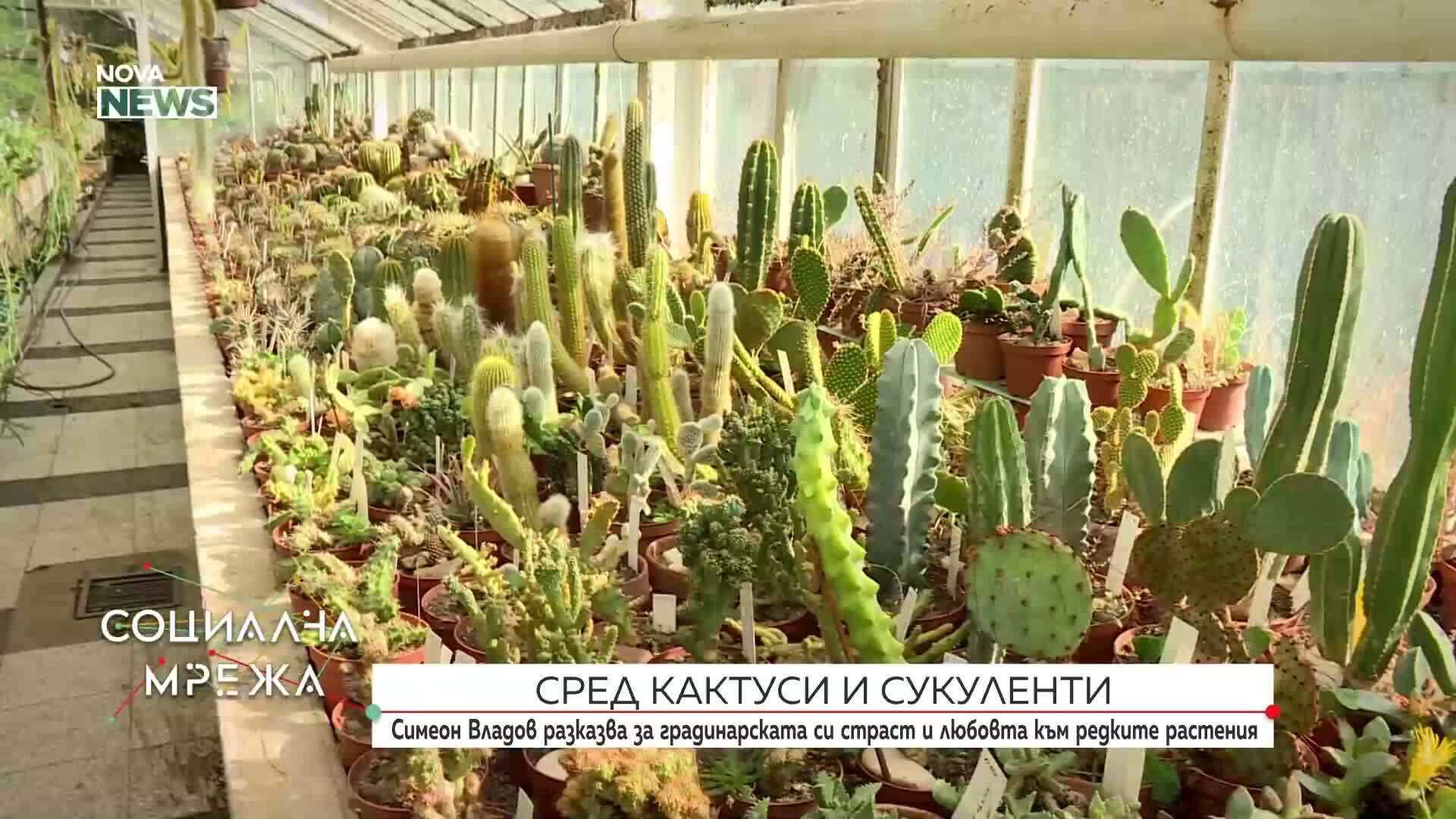 Симеон Владов за любовта към кактусите и градинарството