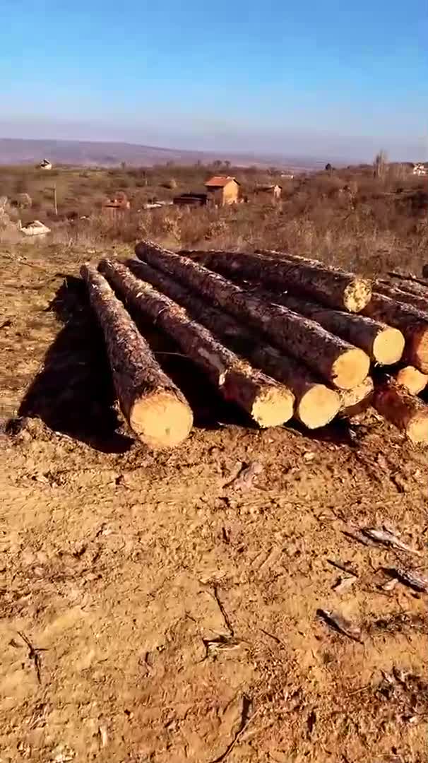 Генчо е бесен на десетки отрязани дървета