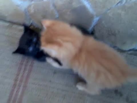 Малки Щури Котета