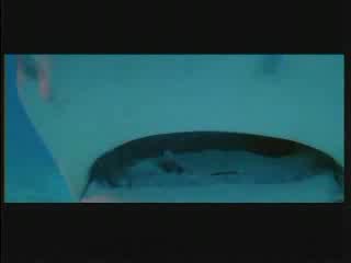 Уникално!!! - Бой На Акула Срещу Зомби