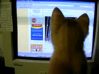 Коте Vs. Виртуално Коте