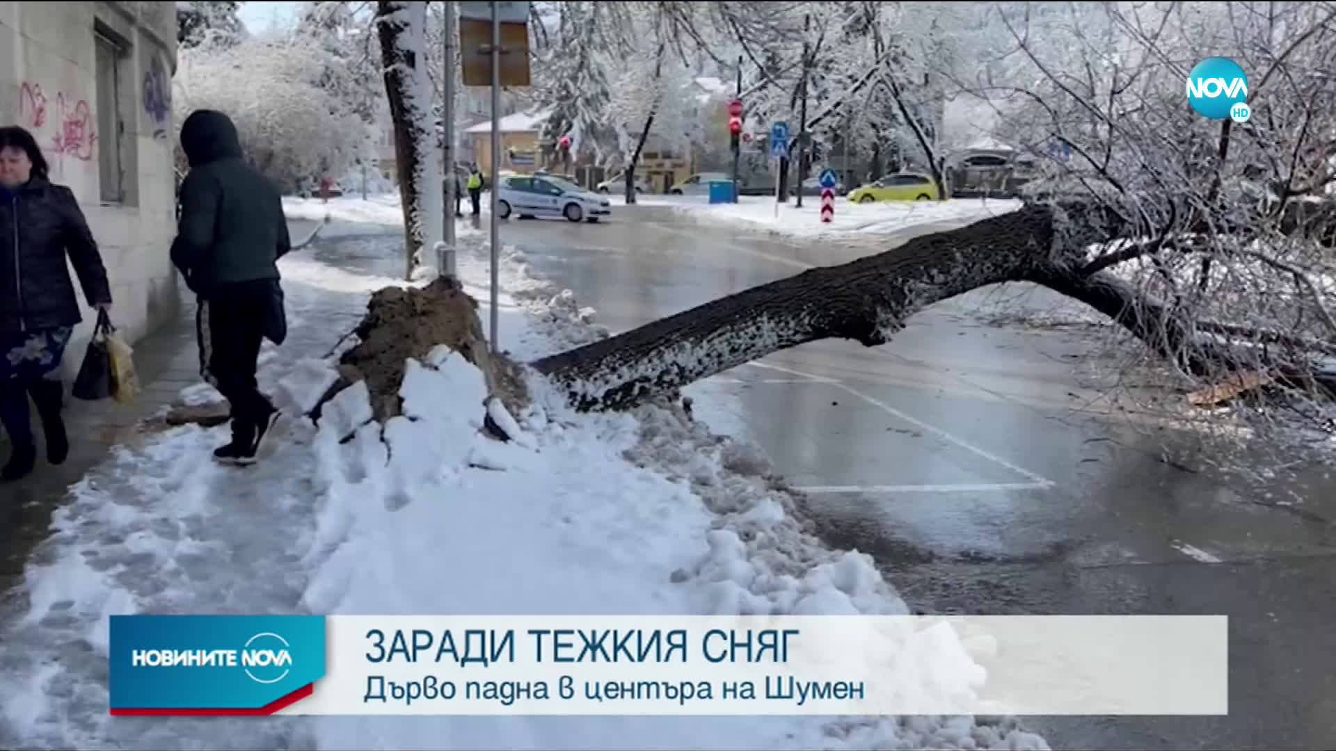 Голямо дърво падна в центъра на Шумен