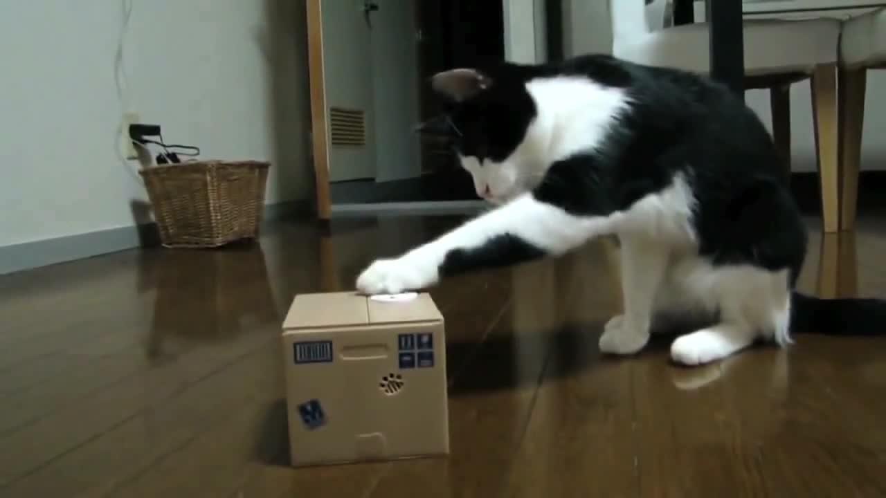 Минутка: Котка наркотрафикант!