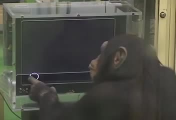 Колко умни са всъщност маймуните - Memory test