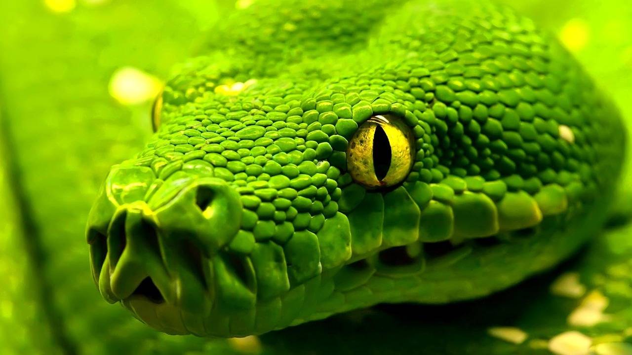 10-те най-отровни змии на света