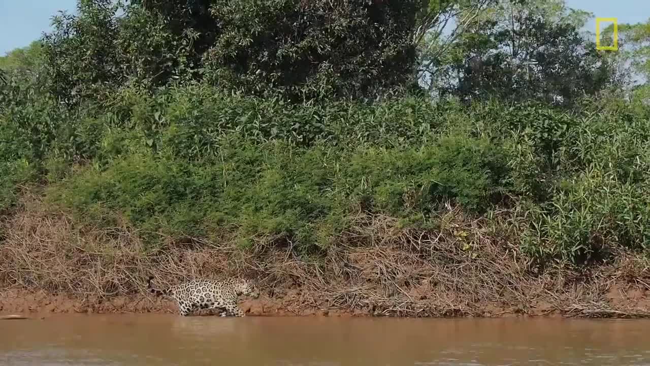 Ягуар атакува крокодил ... Изключително видео !!!
