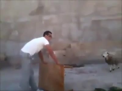 Така става, като се бъзикаш с животното!