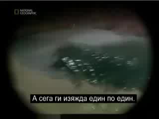Екстремни Моменти - Разкрития За Акулата.