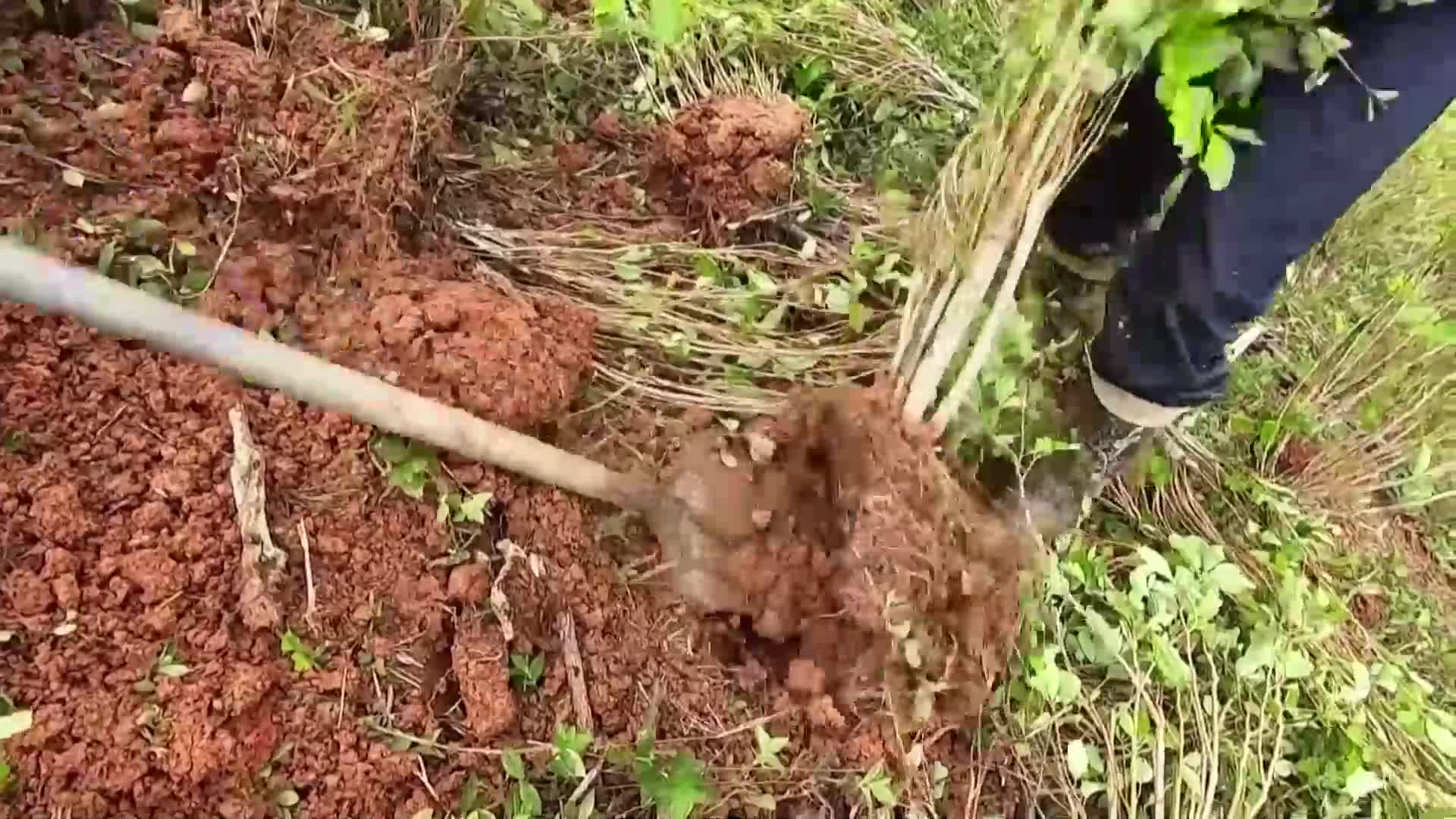 ООН: Производството на кокаин в Колумбия е достигнало рекордни нива (ВИДЕО)