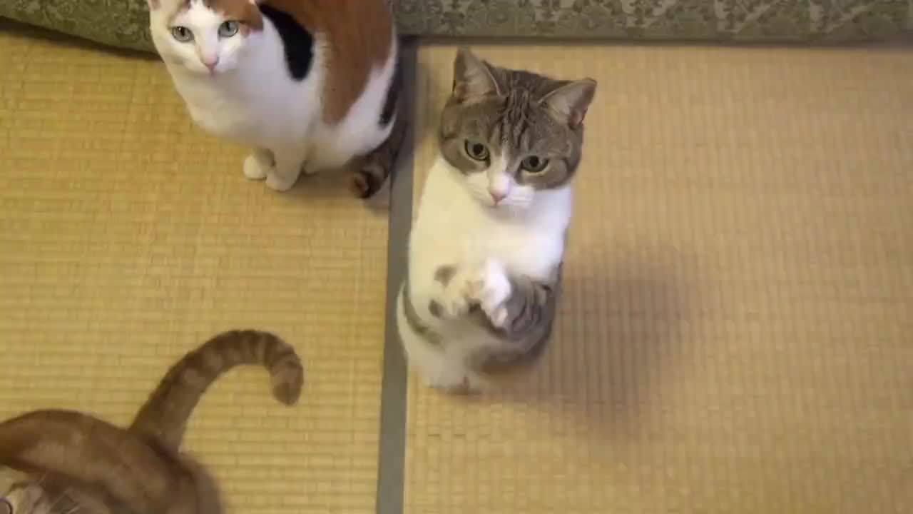 Сладко коте се моли за храна!
