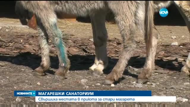 Свършиха местата в приюта за стари магарета