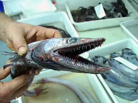 Странни риби след цунами 