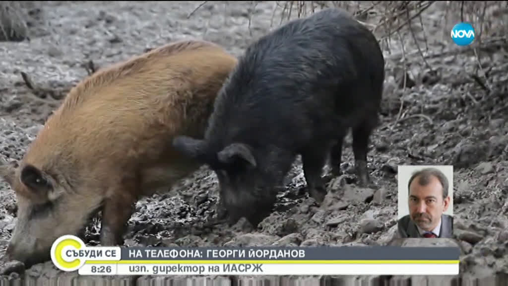 Какви мерки взима България за опазването на ценна порода свине?