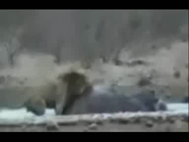Борба За Оцеляване
