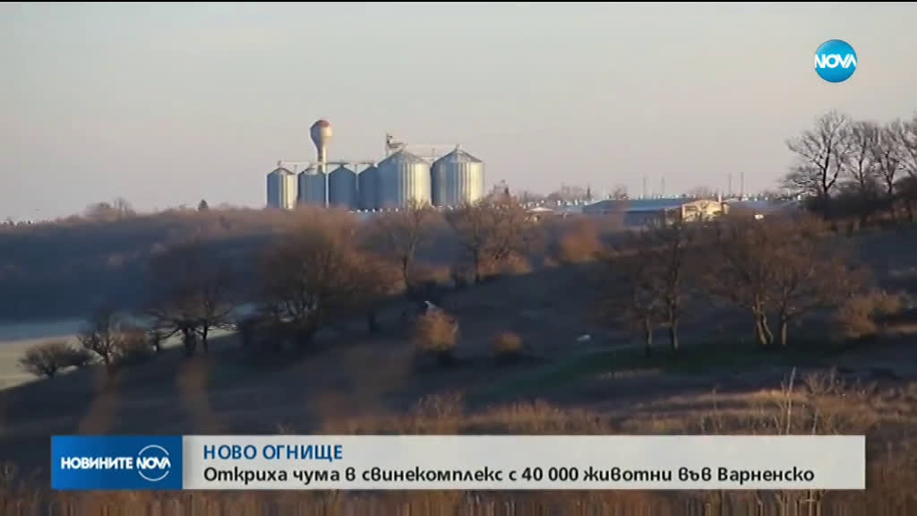 Откриха чума в свинекомплекс с 40 000 животни във Варненско
