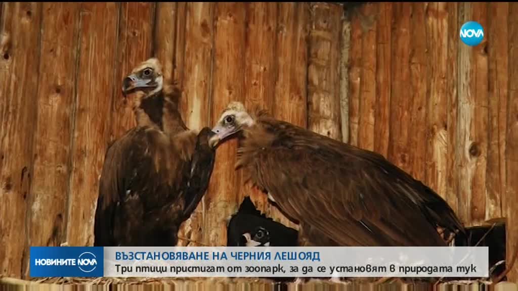 Три лешояда от Чехия и Латвия ще бъдат пуснати на свобода у нас