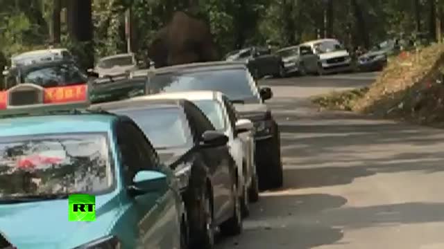 Слон с разбито сърце смаза 20 коли в Китай