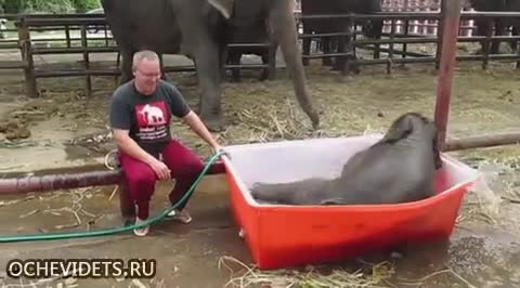 Слонче си взема душ ,чувства се като на градски басейн