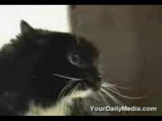 Котки Които Говорят