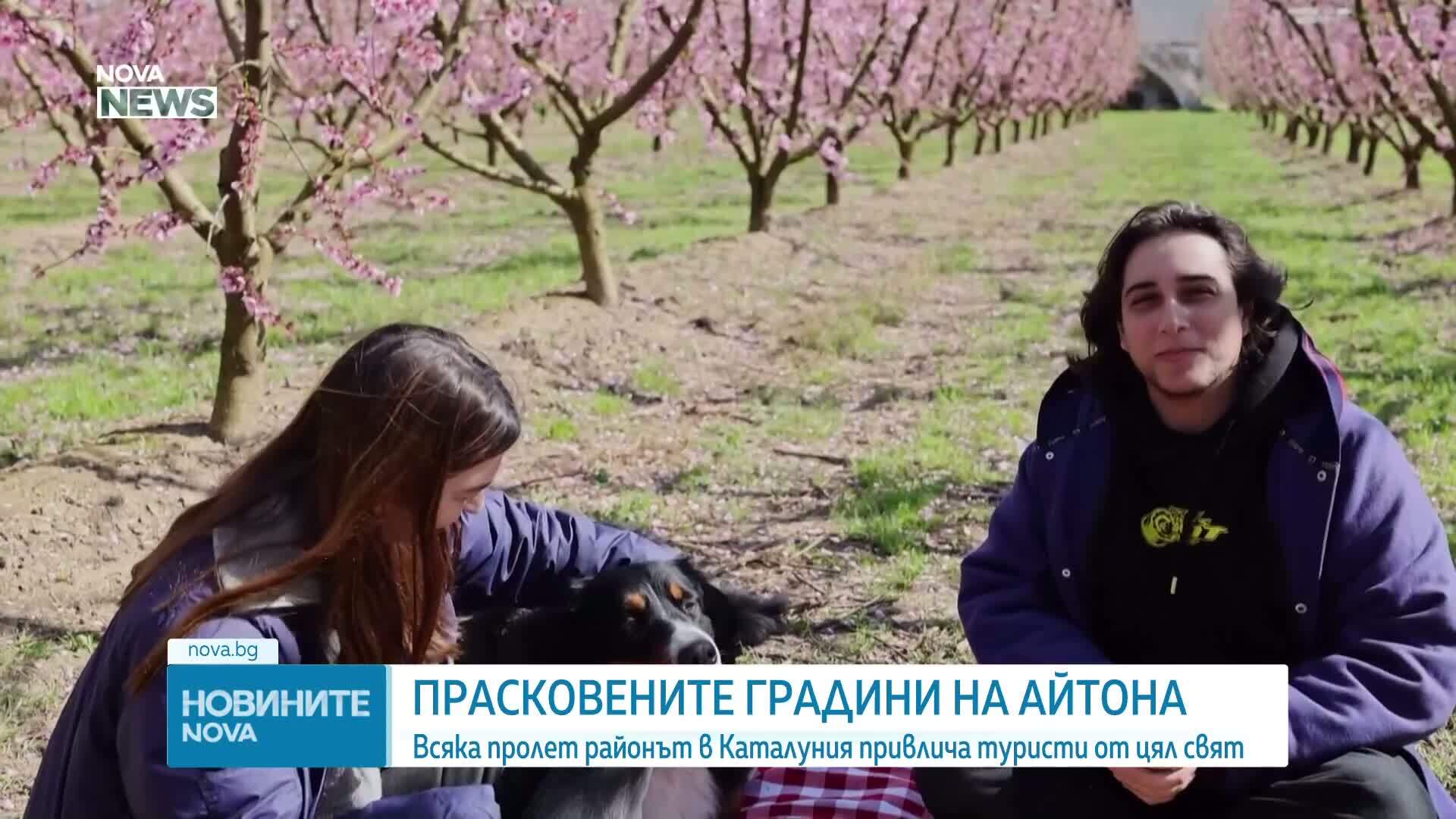 Прасковените градини, които привличат посетители от цял свят