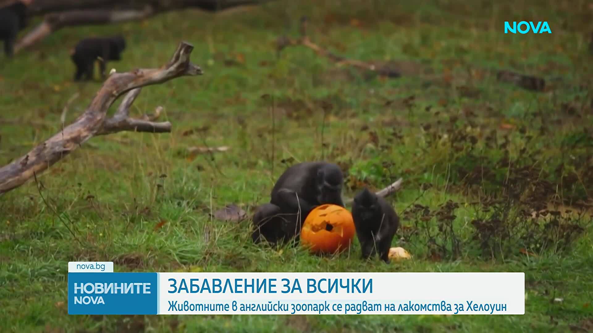 Животните в английски зоопарк се радват на лакомства за Хелоуин