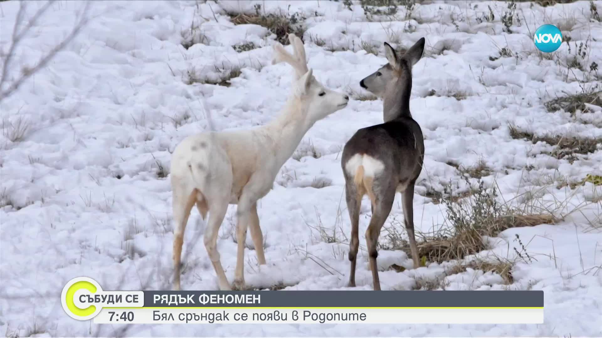 РЯДЪК ФЕНОМЕН: Бял сръндак се появи в Родопите