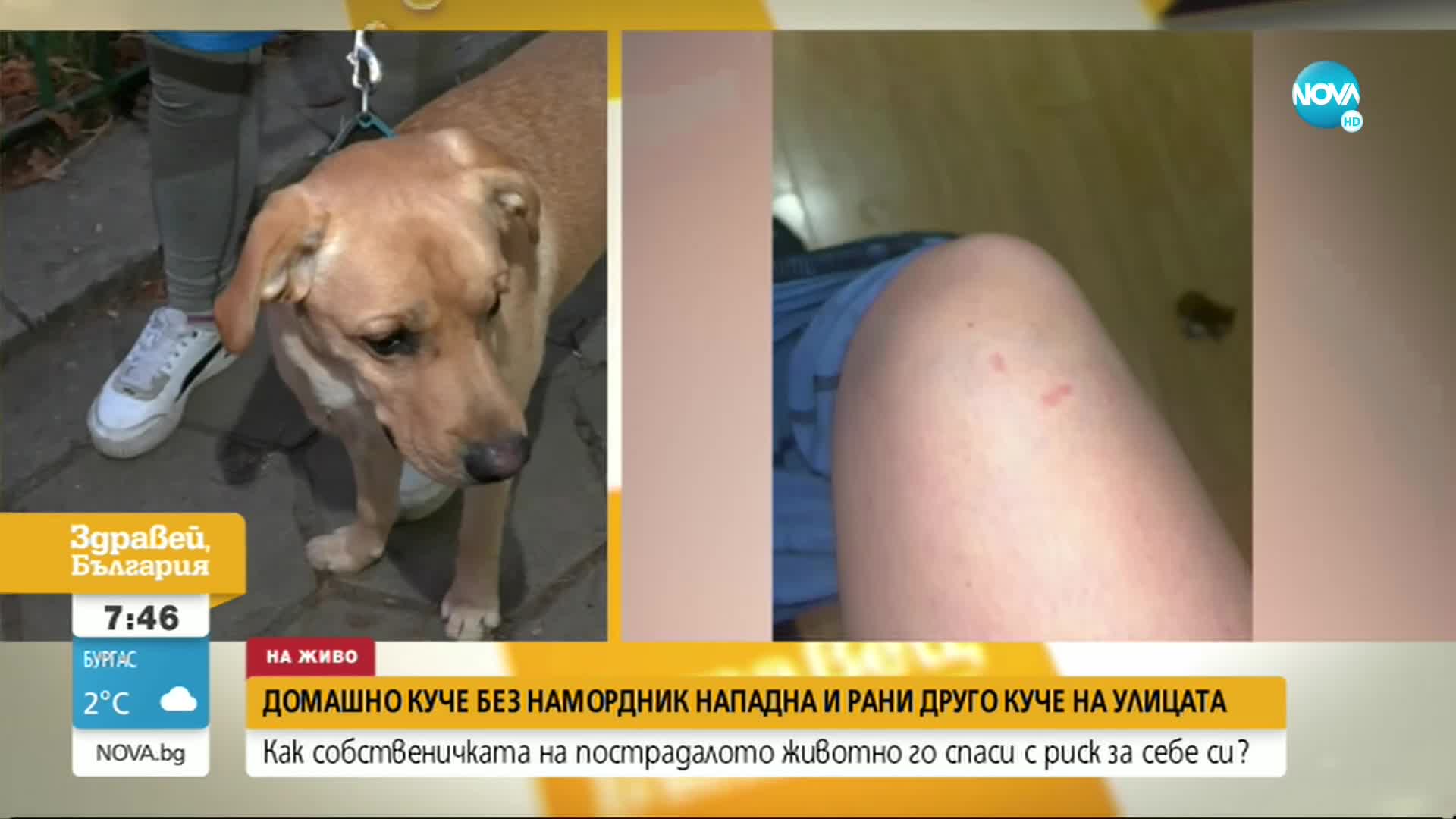 Домашно куче без намордник нападна и рани друго куче на улицата