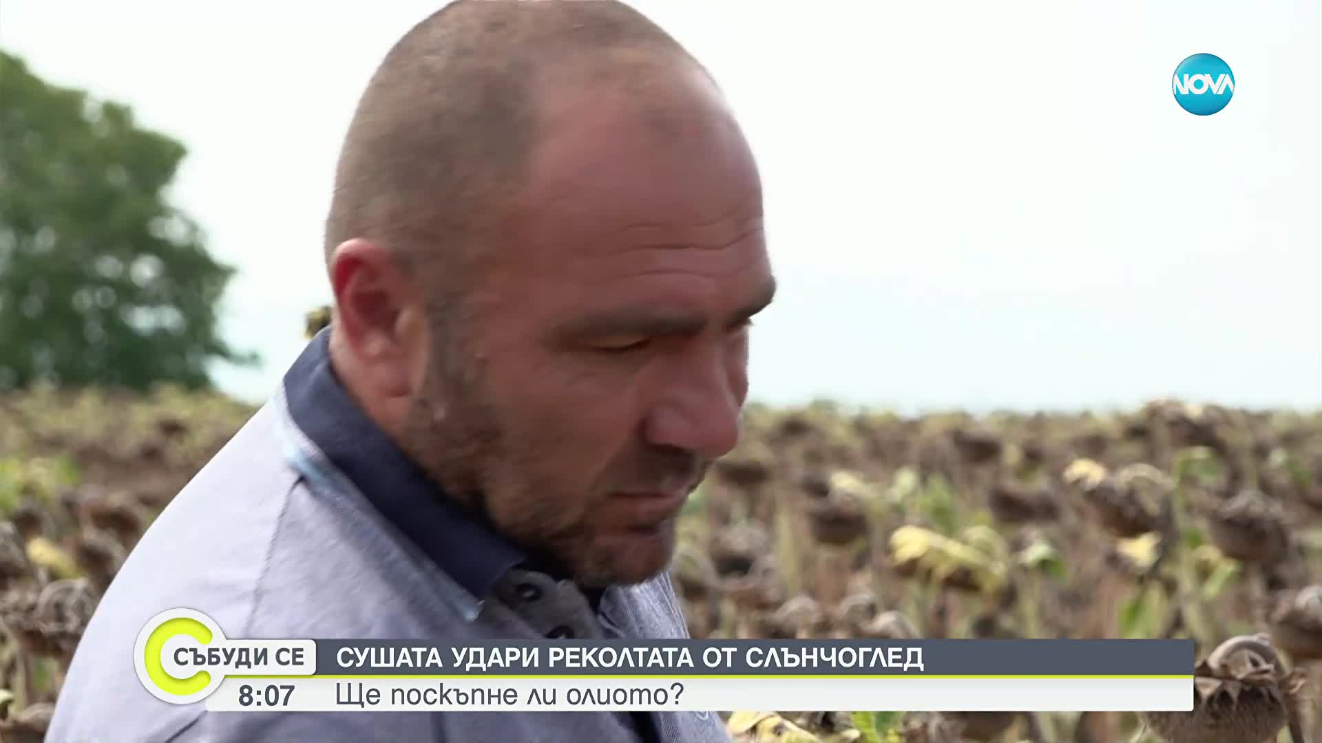 Сушата удари реколтата от слънчоглед: Ще поскъпне ли олиото?