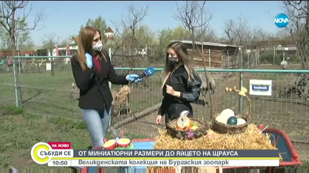 Великденска колекция: От миниатюрни размери да яйца от щраус