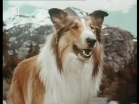 Ласи - Сериал ( И Чайката)