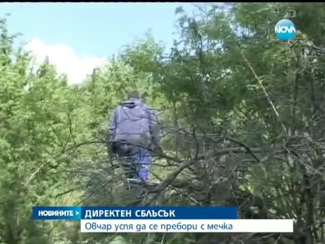 Овчар успя да се пребори с мечка - Новините на Нова