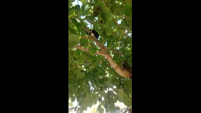Спасяване на малкото коте