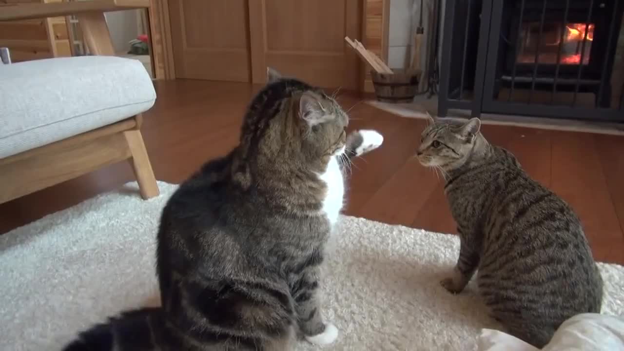 >Котето Мару и Хана се закачат . .