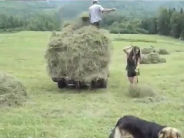 Маце прибира сено на полето , като машина е !