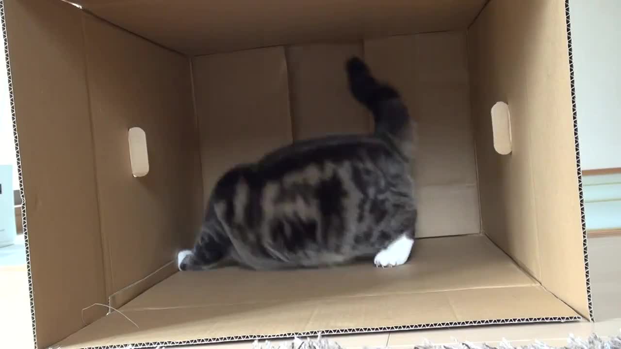 Пухкаво Котараче играе ..