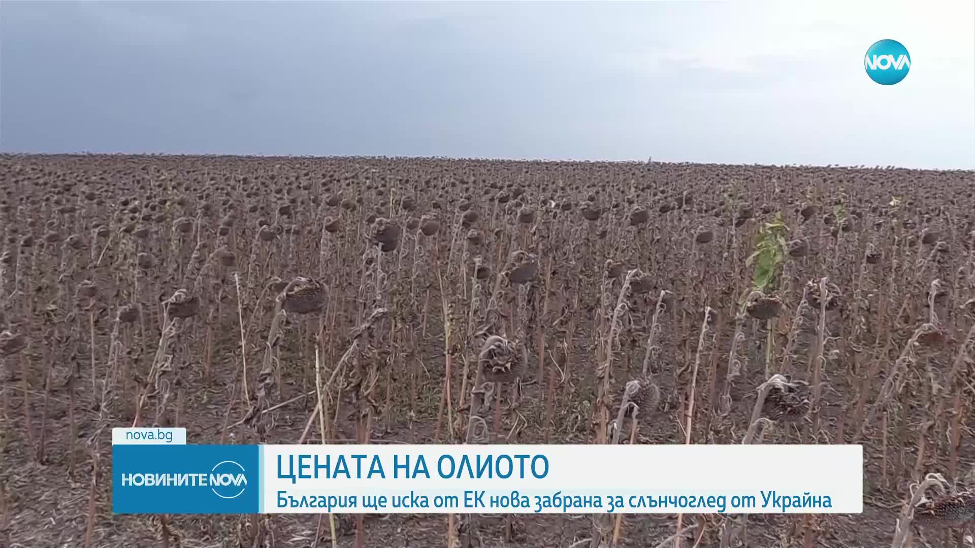Цената на олиото: България иска удължаване на забраната за внос на слънчоглед от Украйна