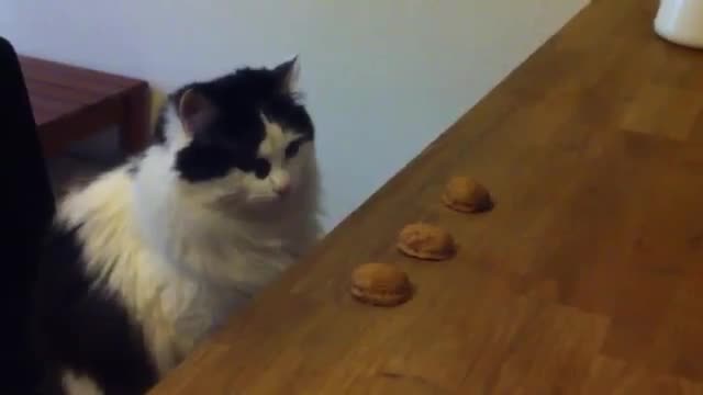 Коте играе на "тука има, тука няма"