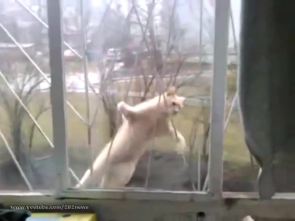 Дали това е котката на Спайдърмен?
