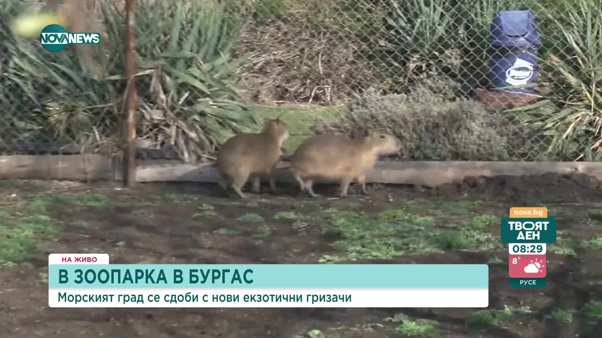Зоопаркът в Бургас се сдоби с нови екзотични гризачи