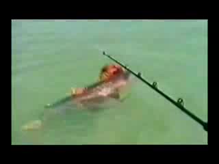 Куче Атакува Акула