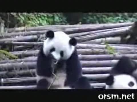 Панда Киха По Много Смешен Начин! :)