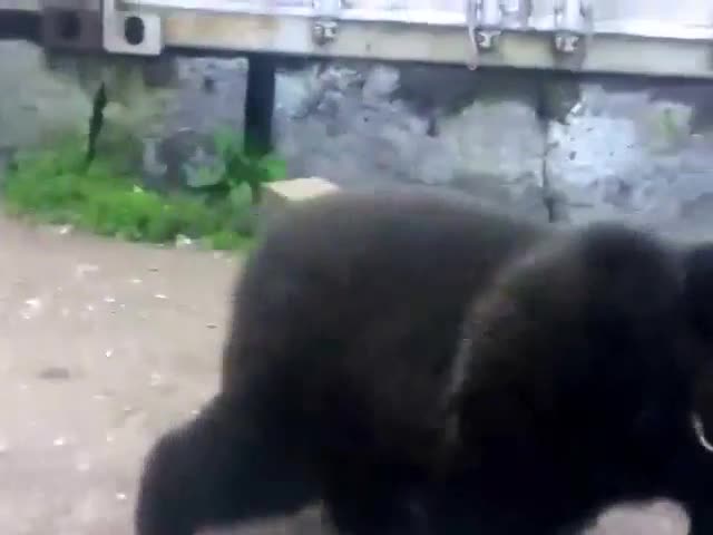 Бебе мече приятел с куче се забавлява .
