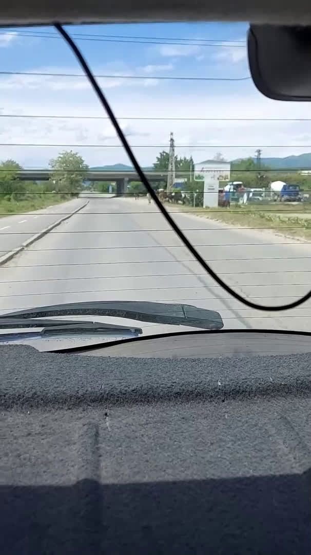 От "Моята новина": Крави се разхождат спокойно на пътното платно