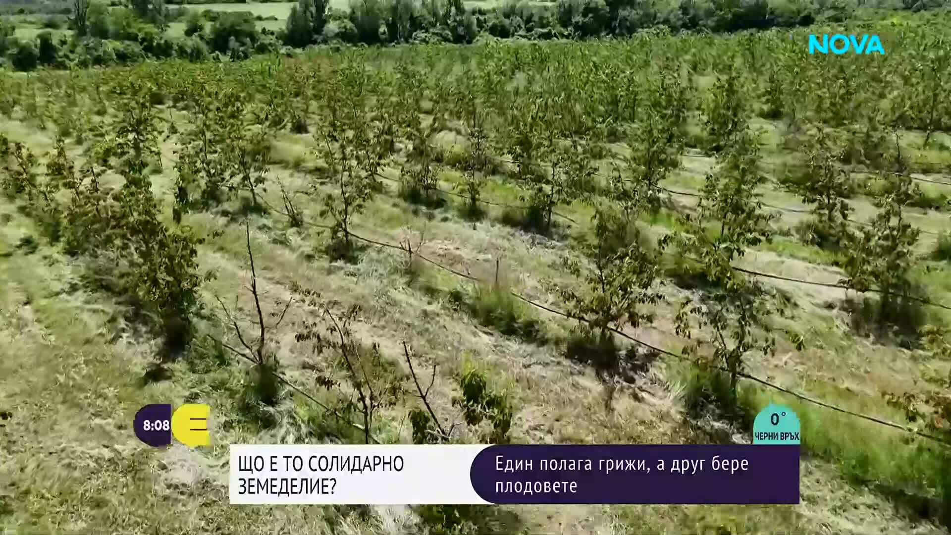 Какво представлява „солидарно земеделие“