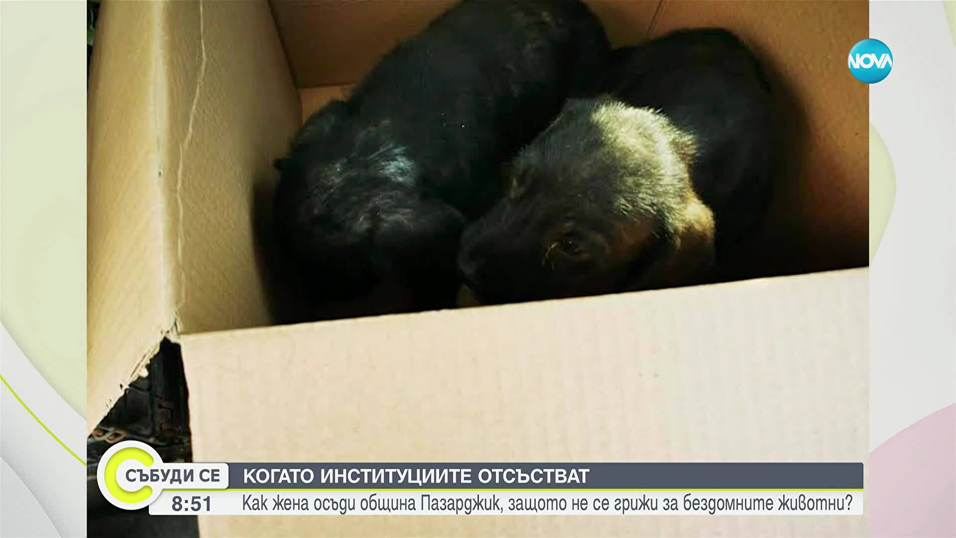 Жена осъди Община Лесичово, защото не се грижи за бездомните животни