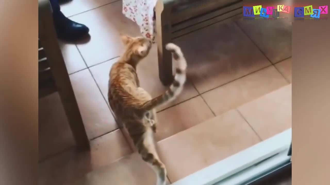 Изцепки за всеки ден - Минутка смях