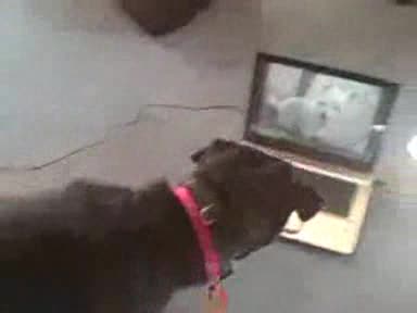 Куче си говори с друго Куче по Skype(много Смях)