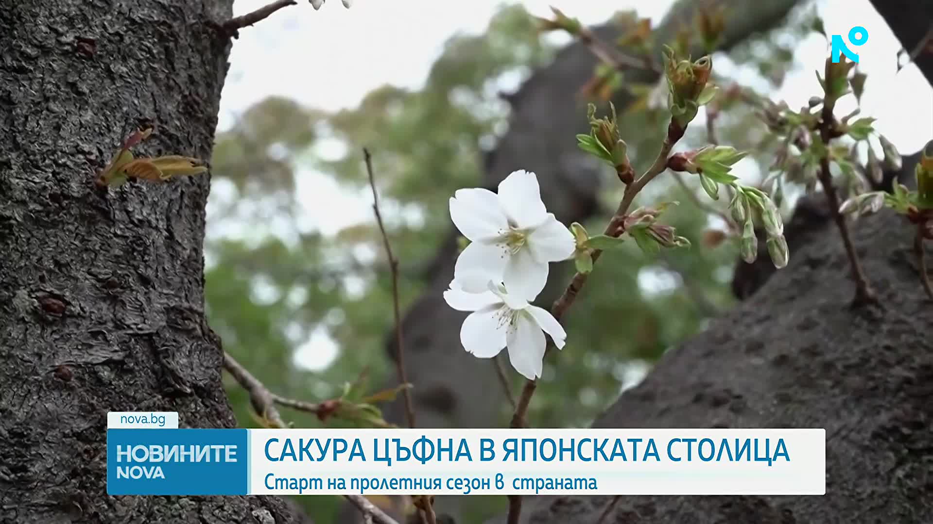 Сакура разцъфна и даде старт на пролетния сезон в Япония