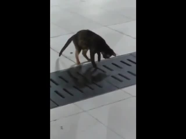 Котка улавя мишка със страхотен рефлекс!