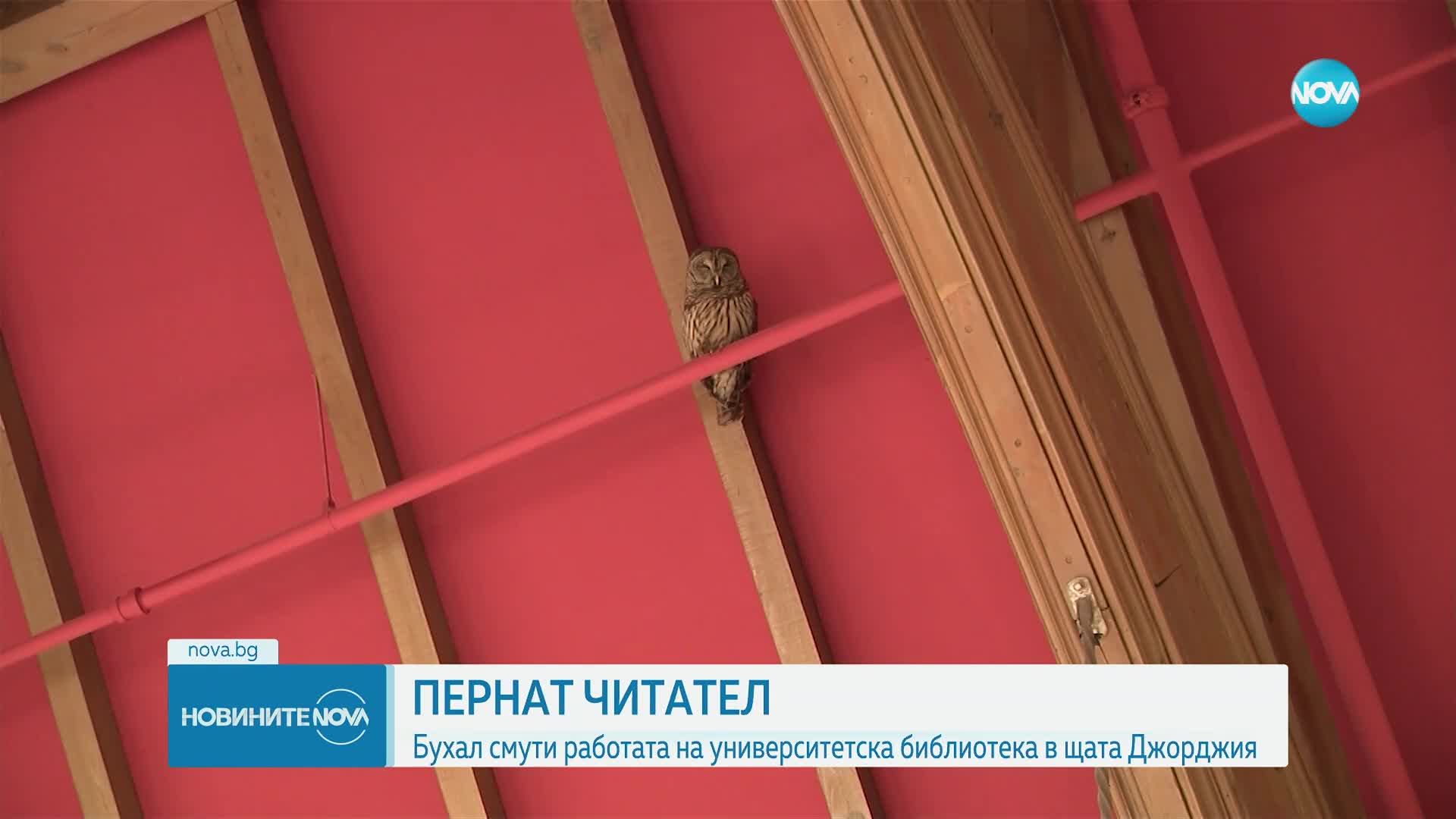 Необичаен посетител в университетска библиотека в Джорджия (ВИДЕО)